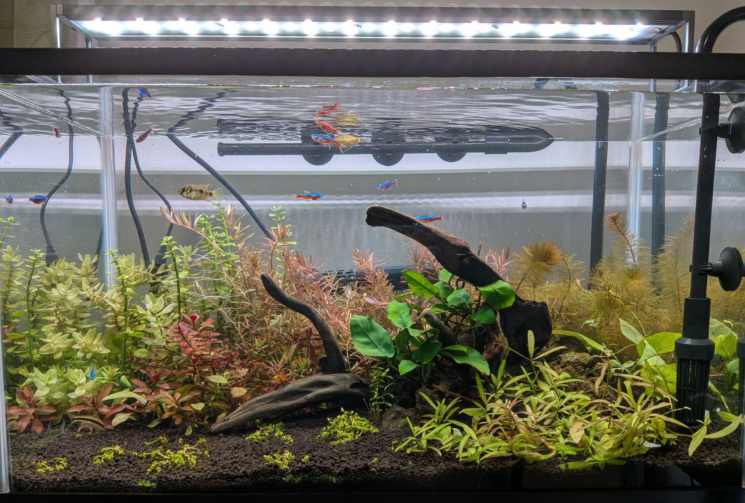 たくさんの魚が入った水槽の写真