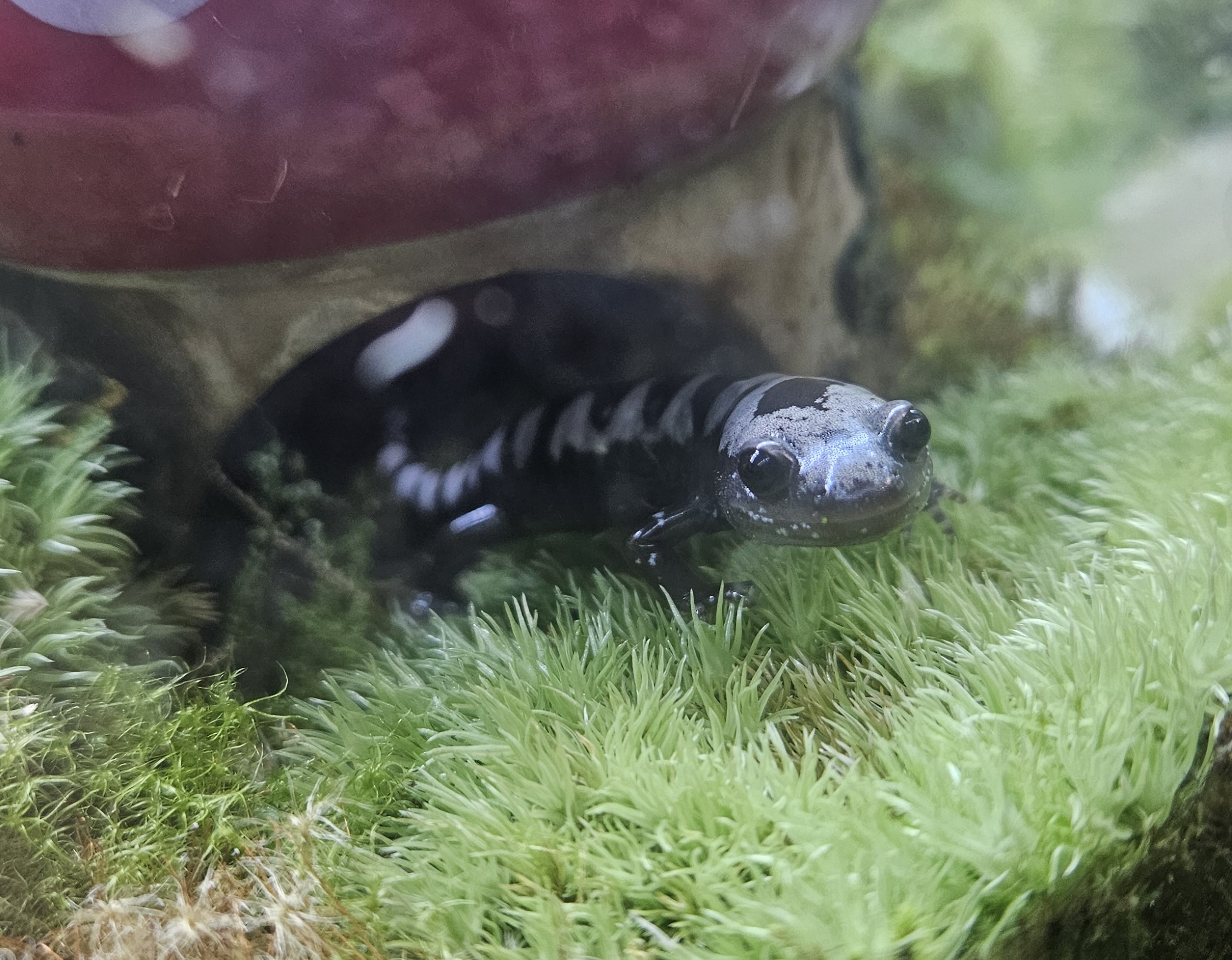 マーブルサラマンダー