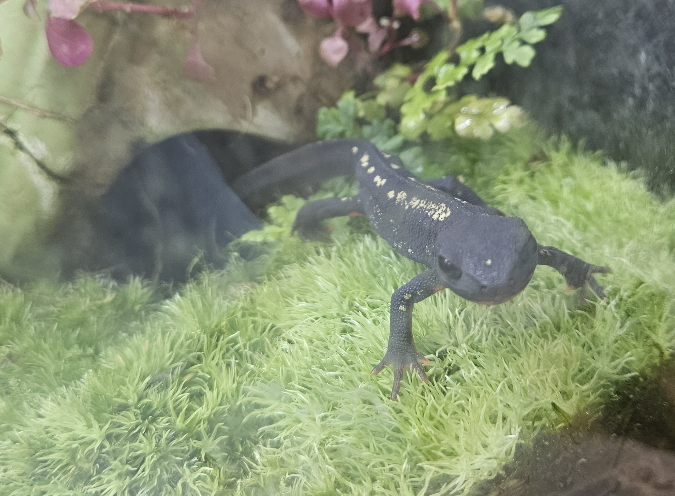 シリケンイモリ