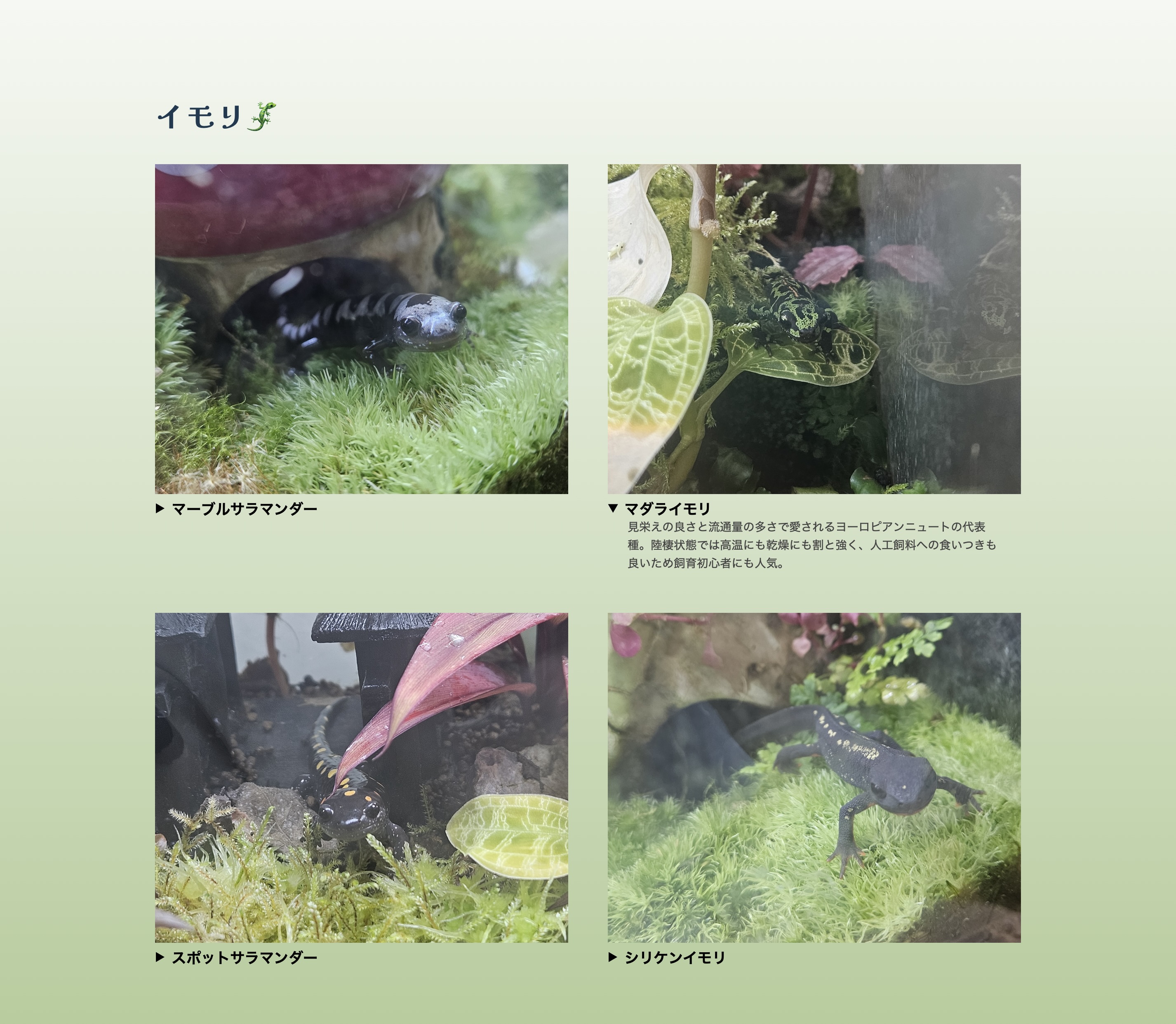 生き物紹介サイトのイモリセクション