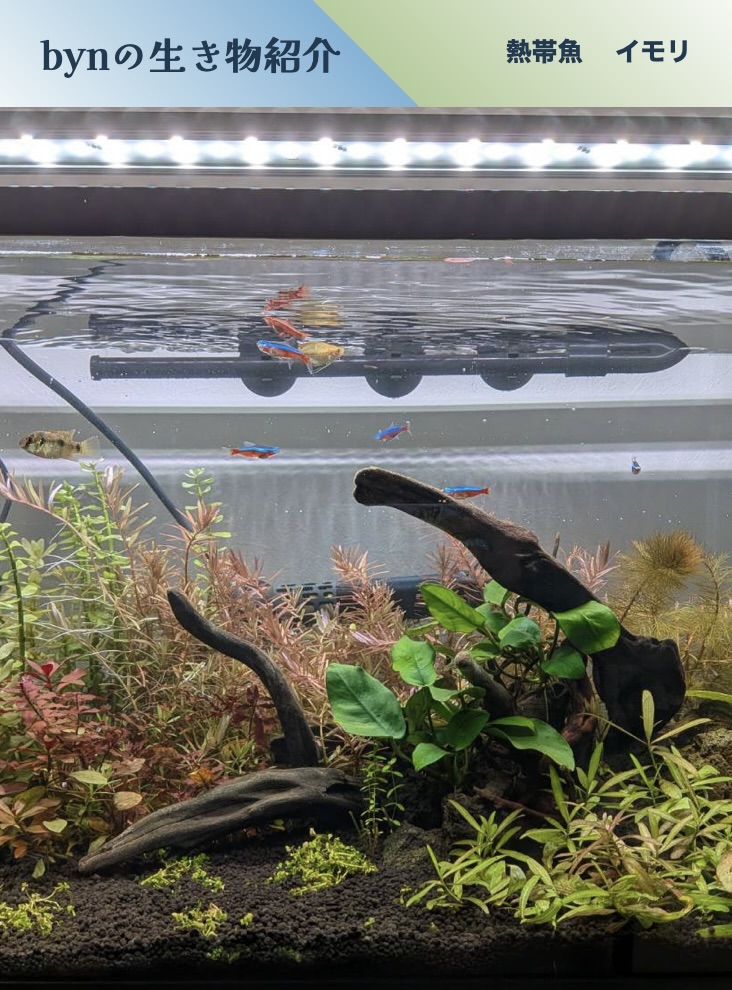 生き物紹介サイトのSP版FV