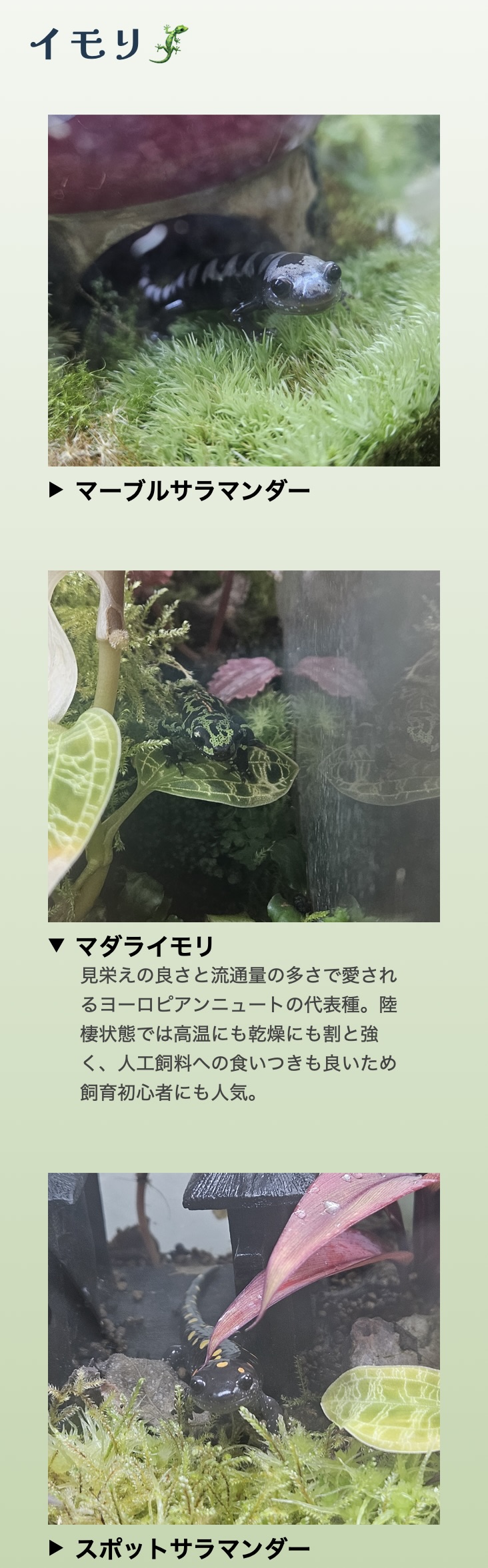 生き物紹介サイトのSP版イモリセクション